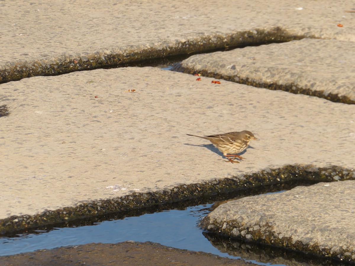 Siberian Pipit - ML647876176
