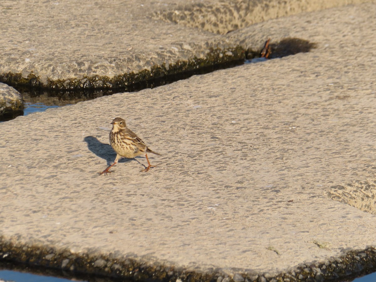 Siberian Pipit - ML647876177