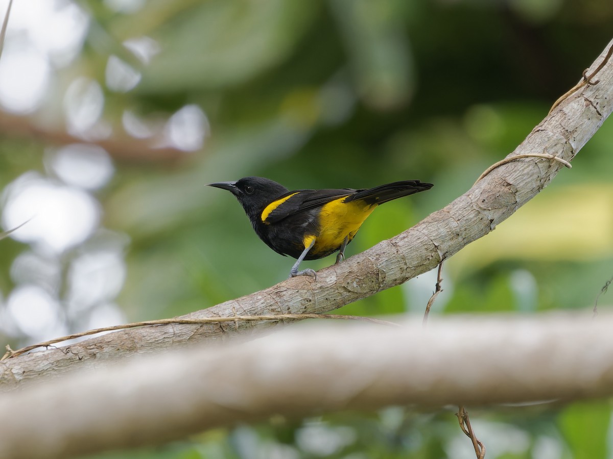 Puerto Rican Oriole - ML647876178