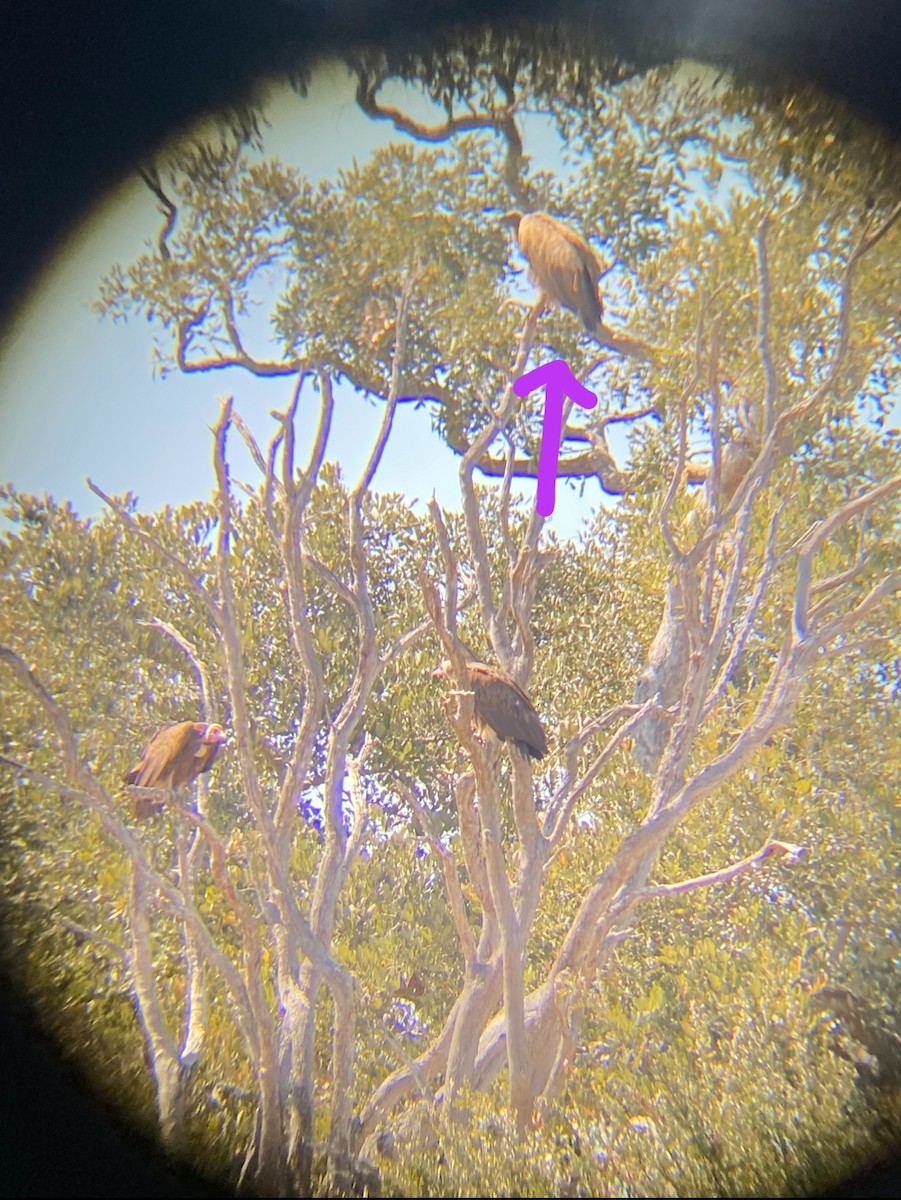 White-backed Vulture - ML647876180