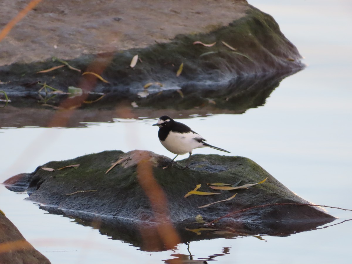 Japanese Wagtail - ML647876181