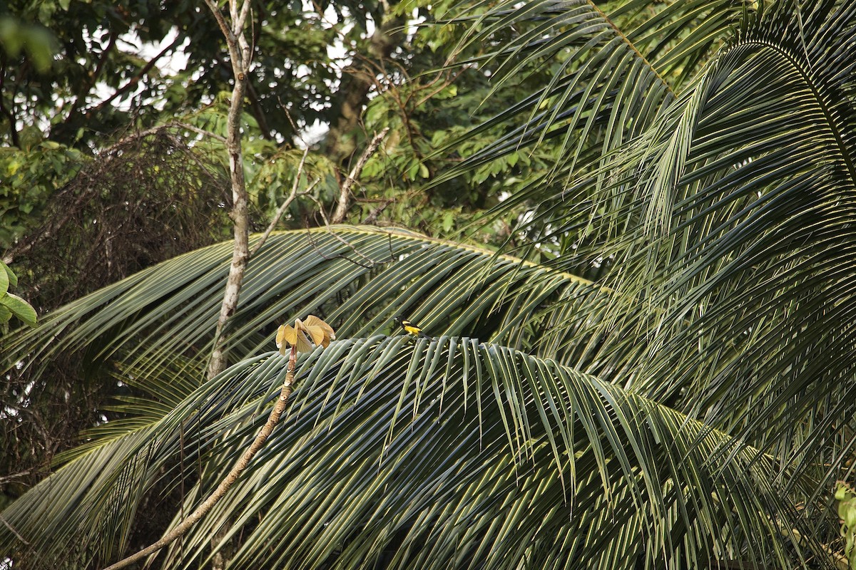 svartkappetrupial - ML647876182