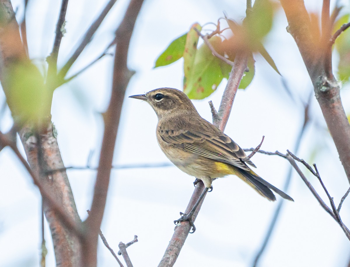 myrparula - ML647876183