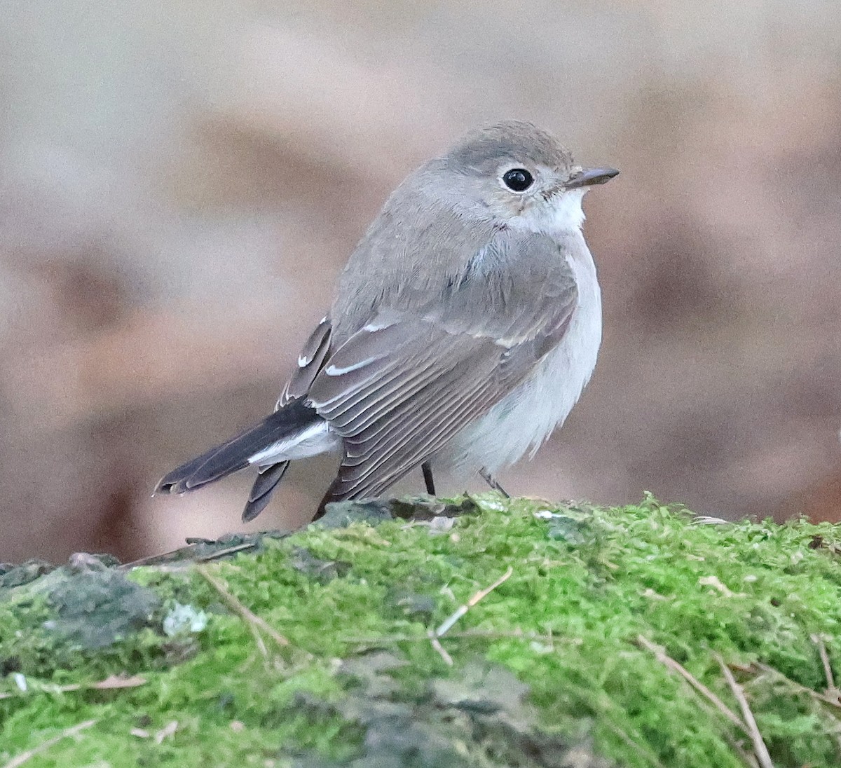 taigafluesnapper - ML647876187