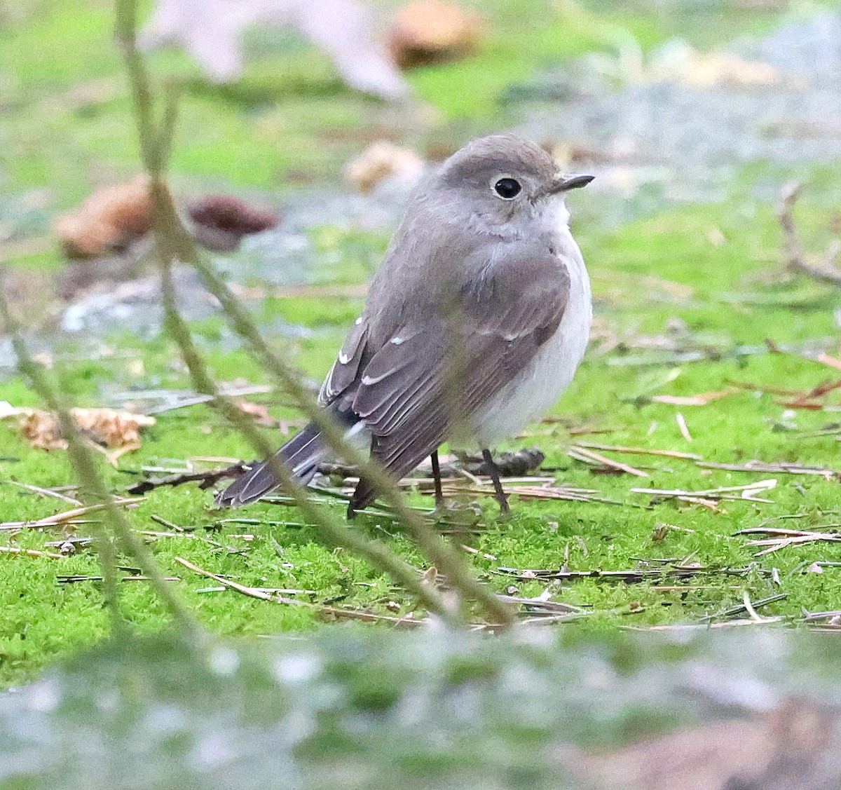 taigafluesnapper - ML647876188