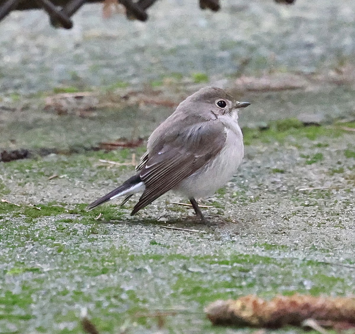 taigafluesnapper - ML647876189