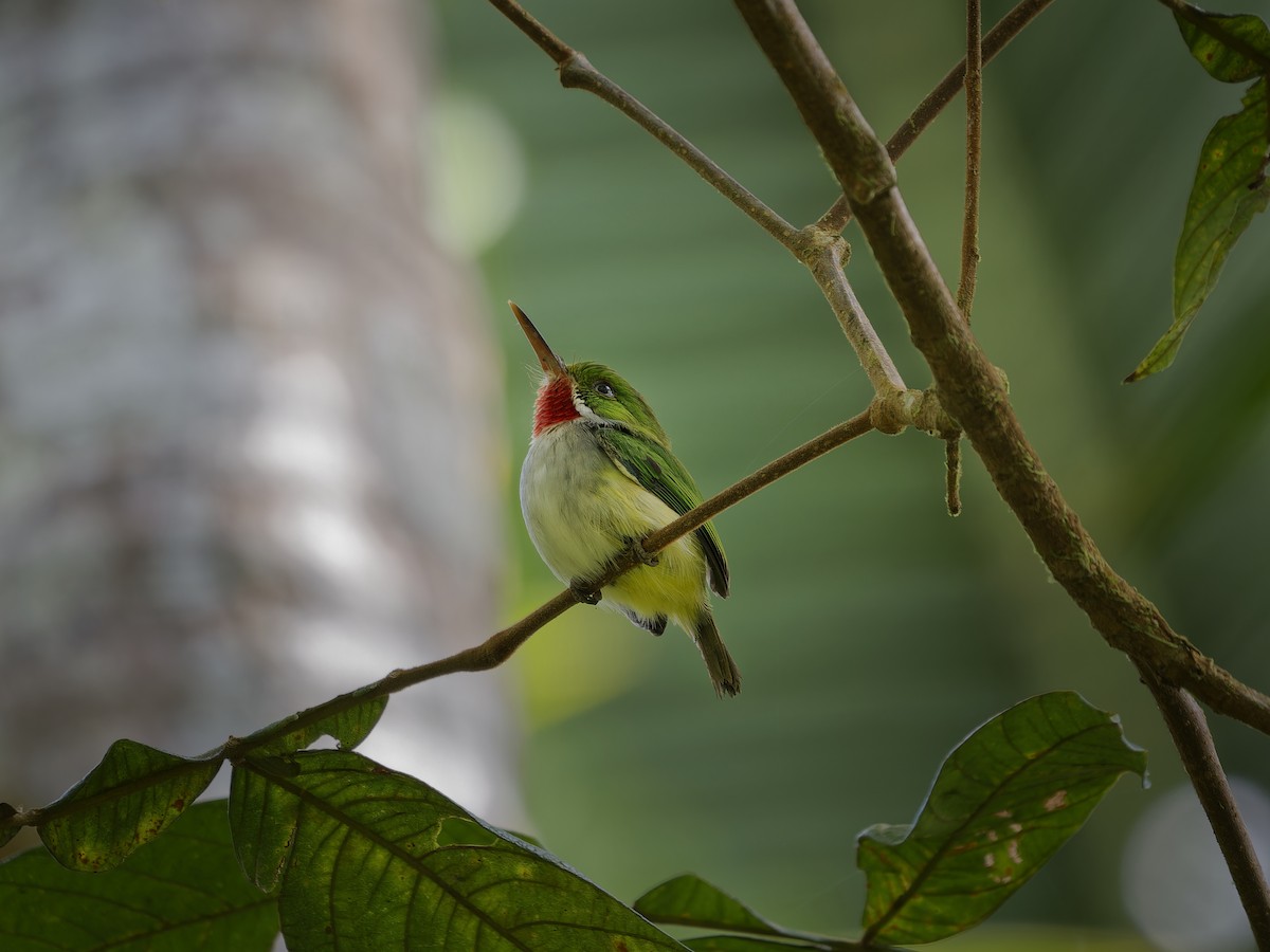 gulsidetodi - ML647876192