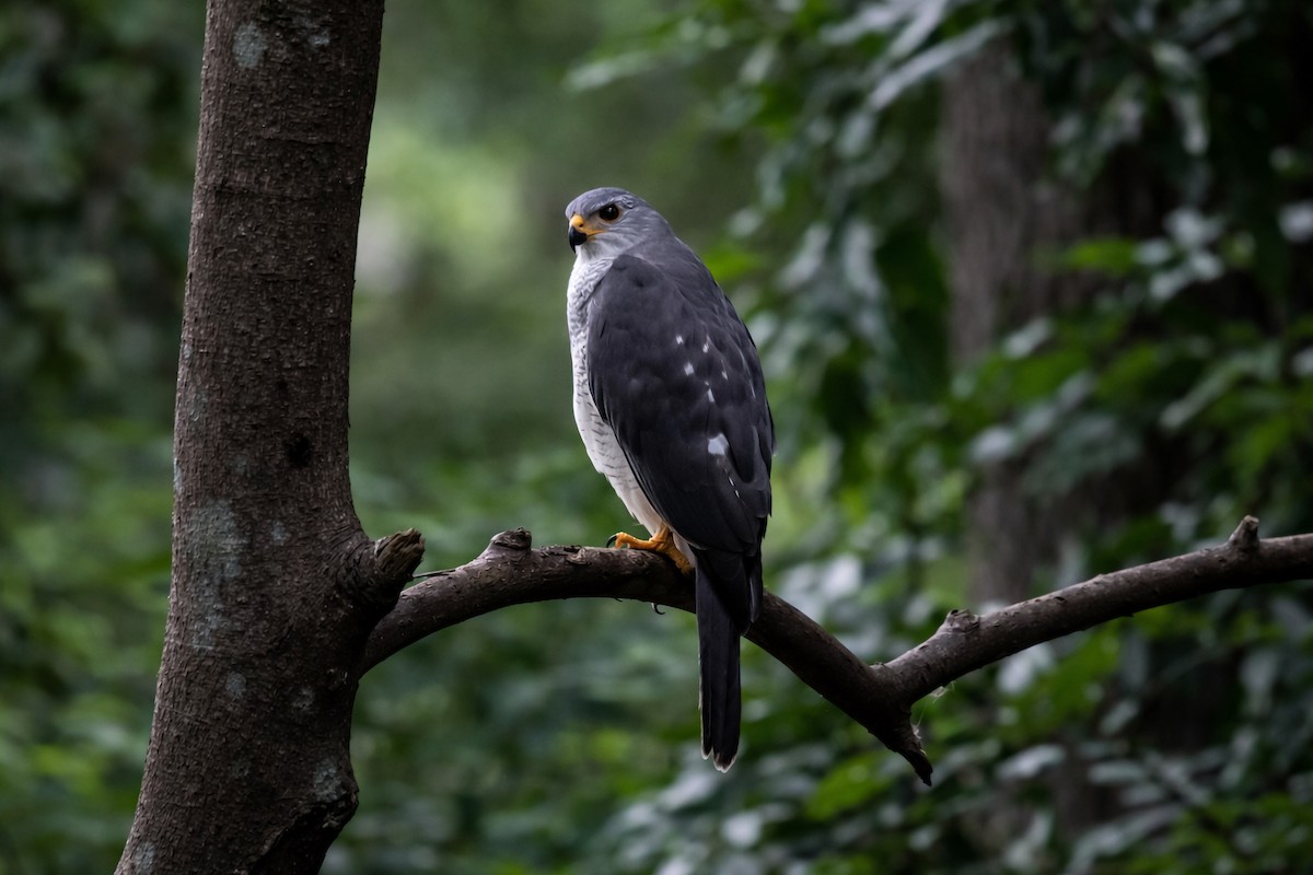 askehauk - ML647876200