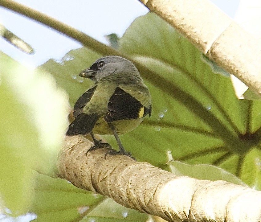 gulvingetanagar - ML647876201