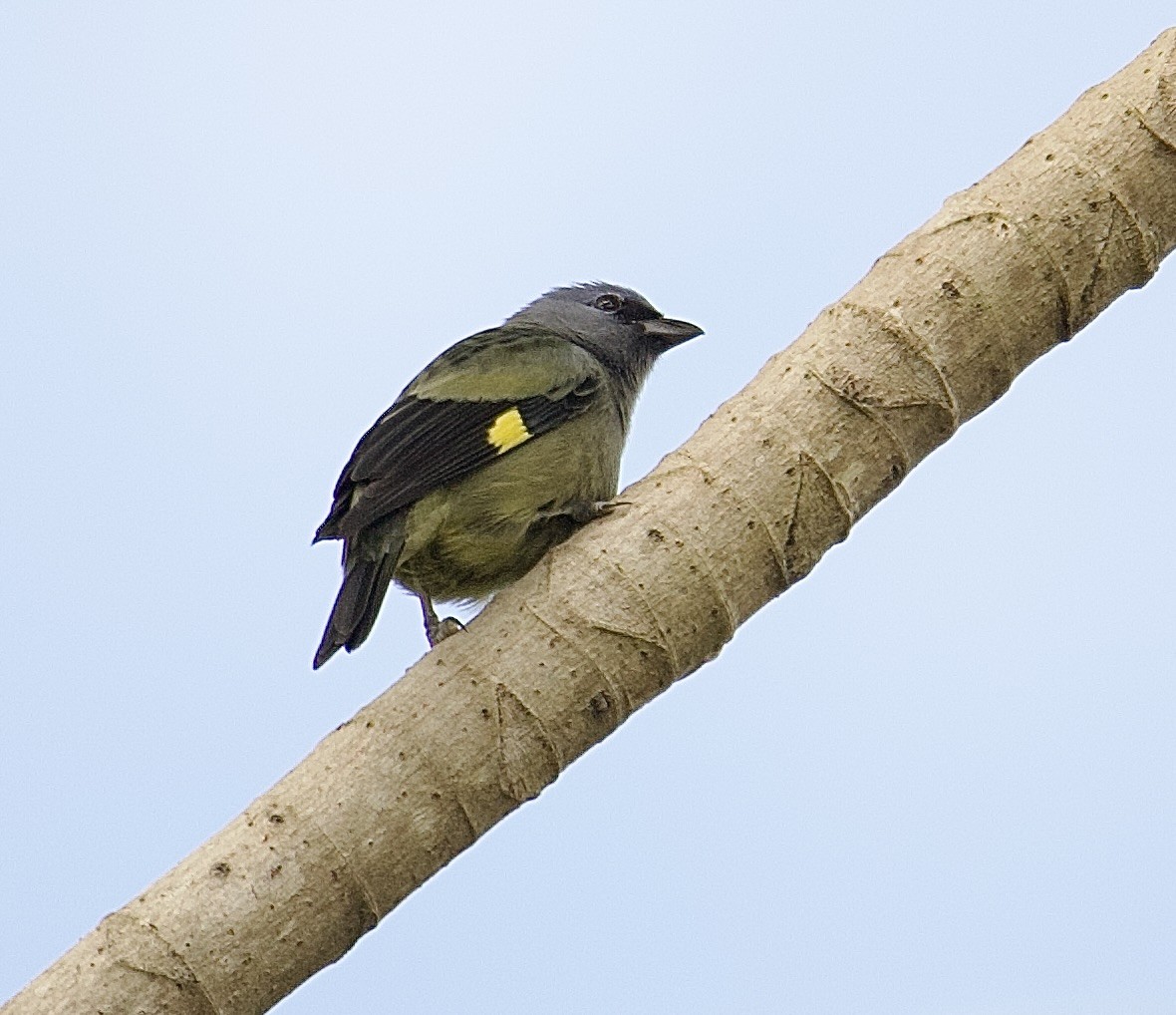 gulvingetanagar - ML647876202