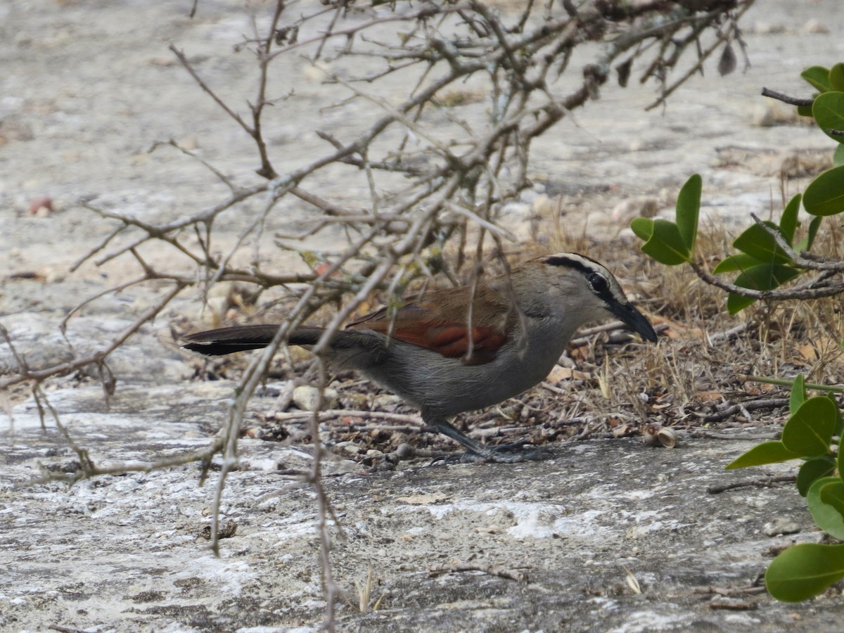 kappsjagra - ML647876203