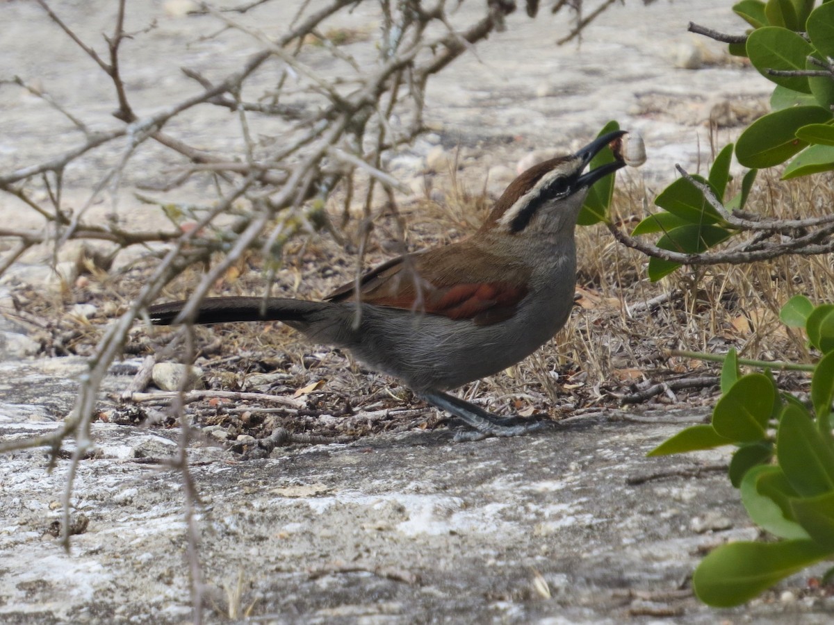 kappsjagra - ML647876204