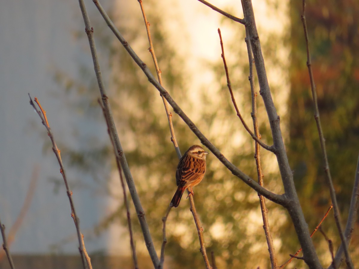 engspurv - ML647876205