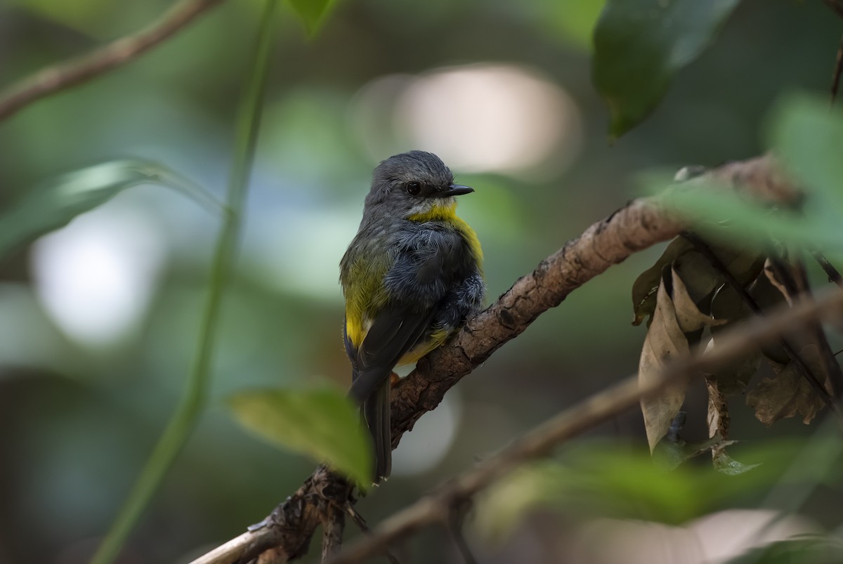 gulbrystflueskvett - ML647876206