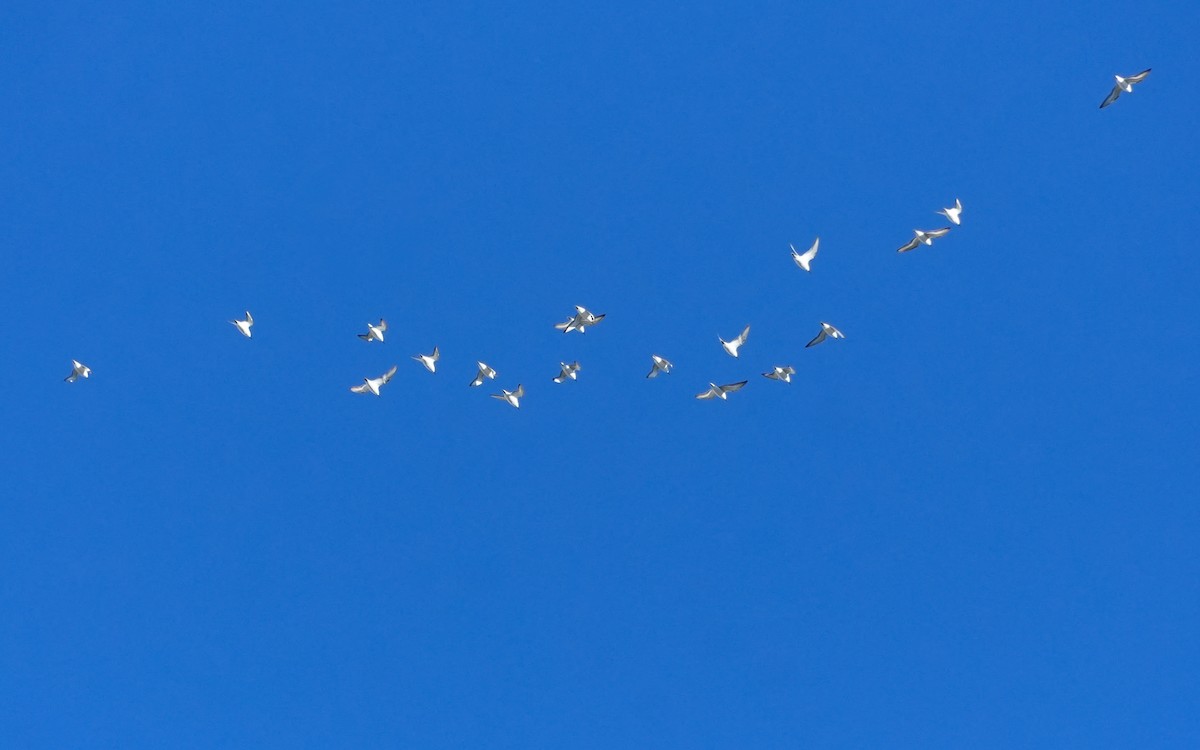 sandløper - ML647876207