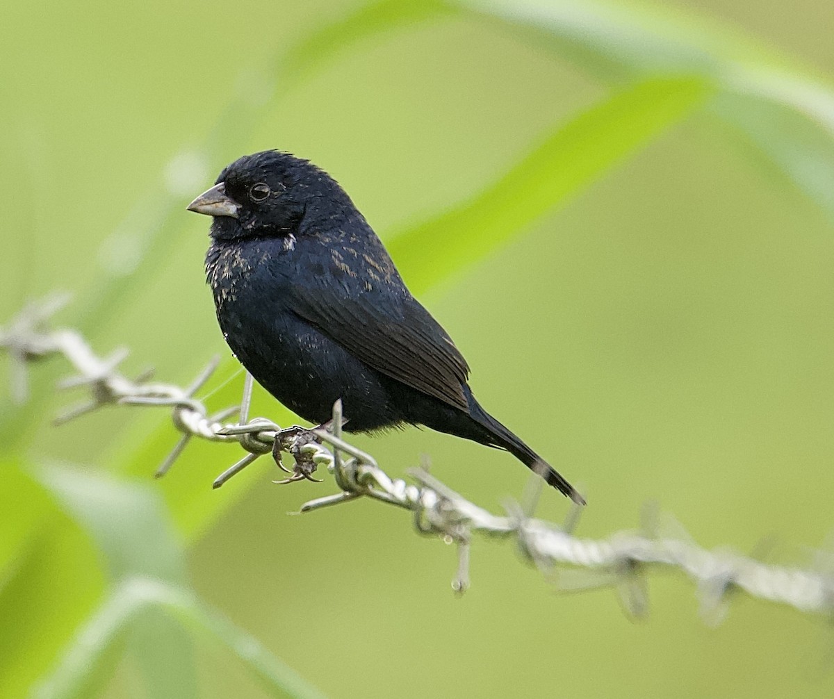 jakarinispurv - ML647876208