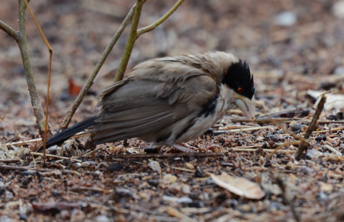 svarthettevever - ML647876210