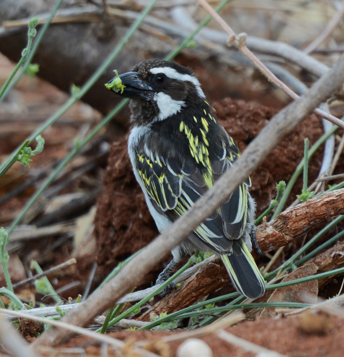 krattskjeggfugl - ML647876217