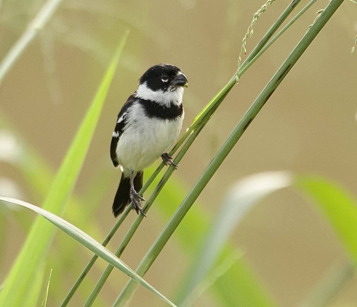 hvitkragefrøeter - ML647876219