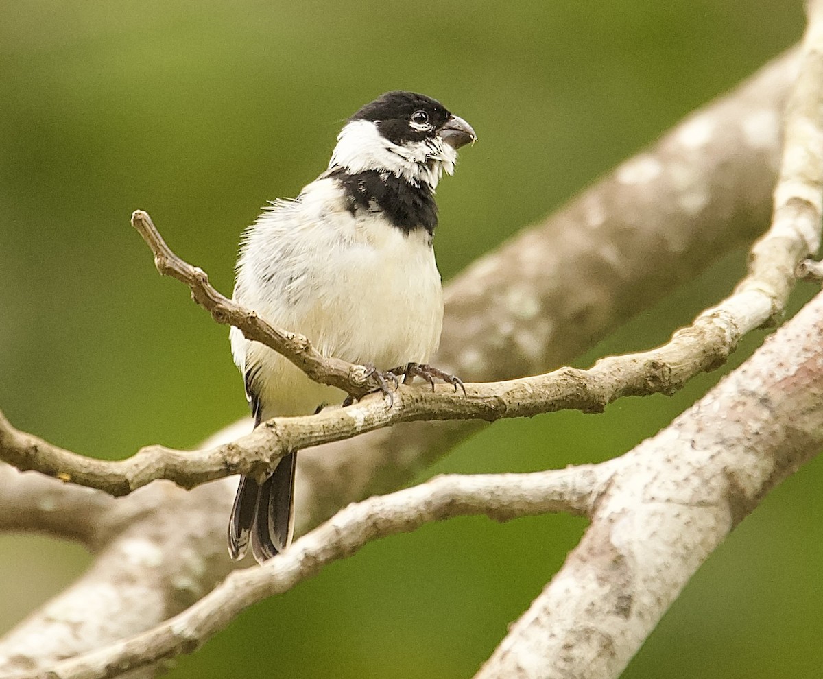 hvitkragefrøeter - ML647876220