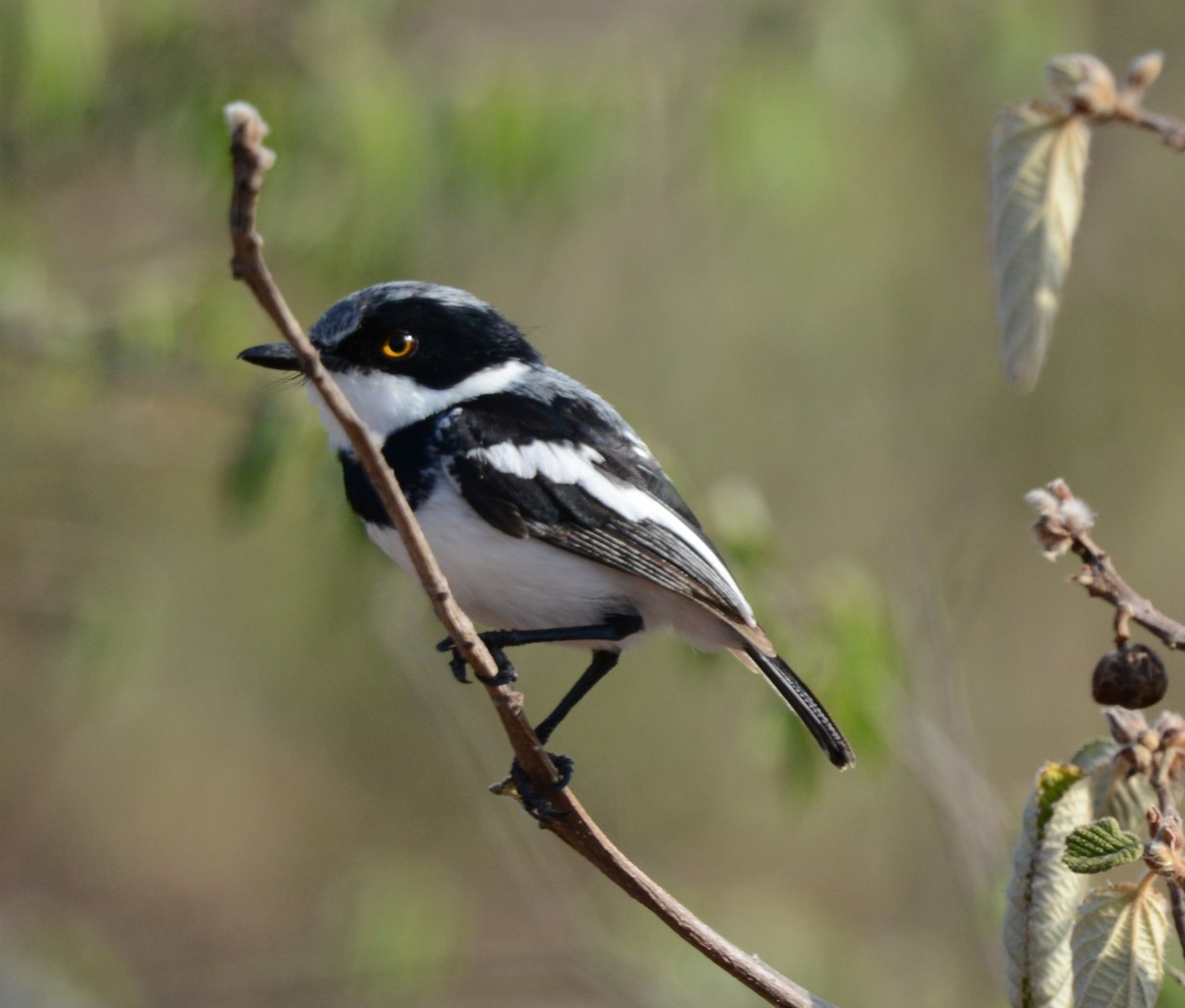 dvergbatis - ML647876222