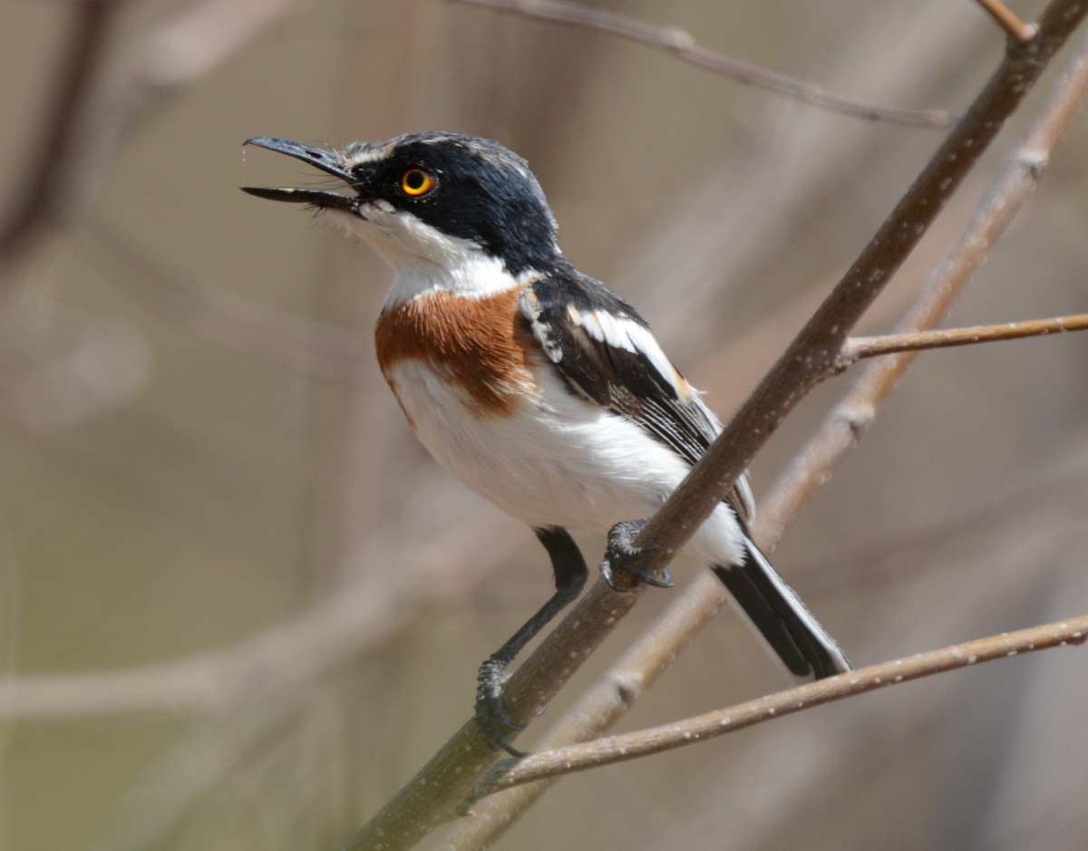 dvergbatis - ML647876223