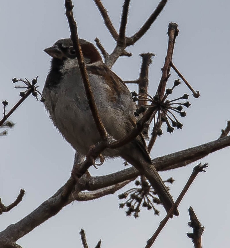 gråspurv - ML647876227