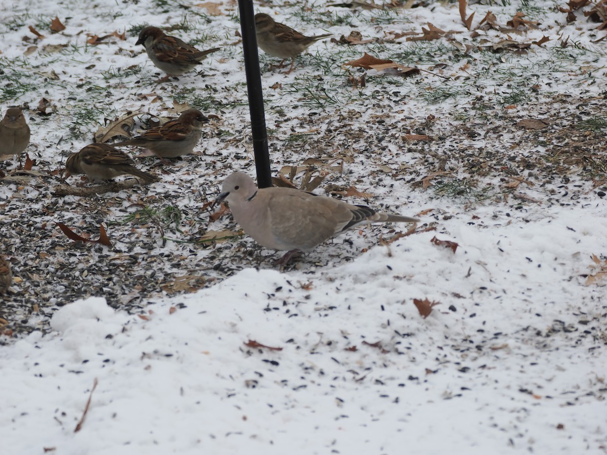 tyrkerdue - ML647876228