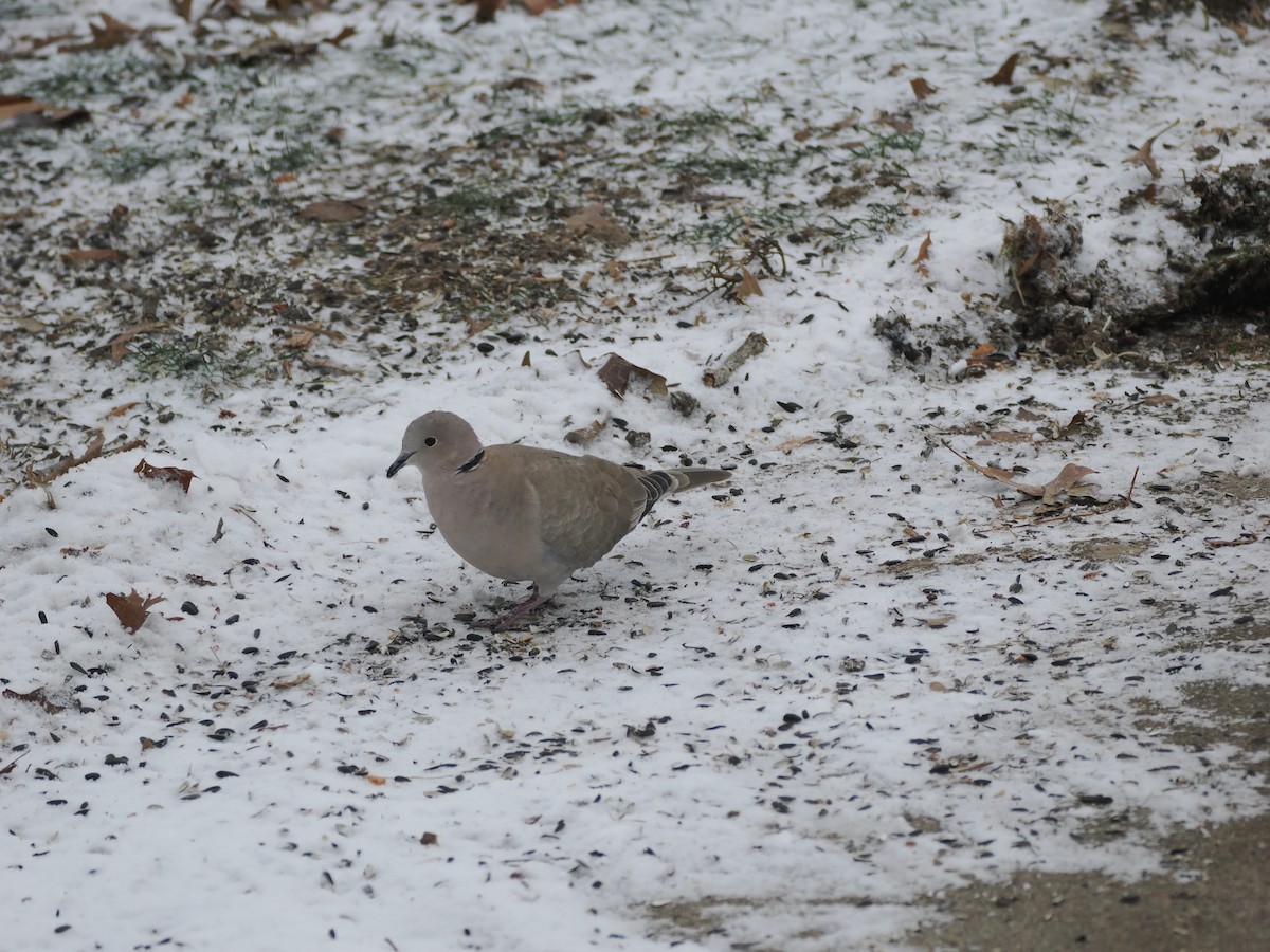 tyrkerdue - ML647876229