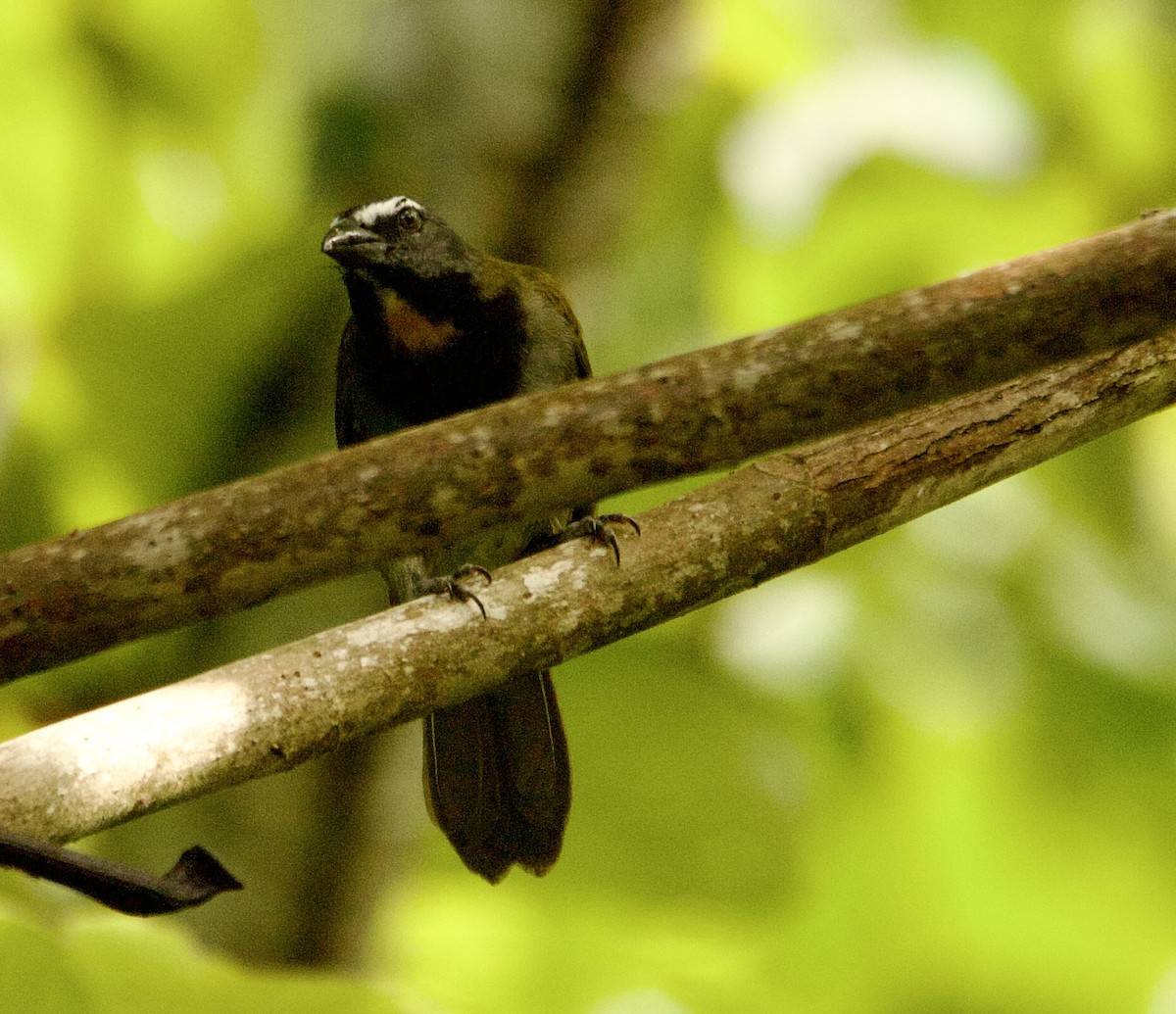 brunstrupesaltator - ML647876230