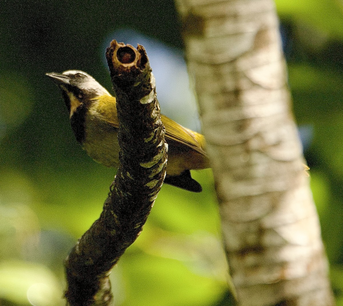 brunstrupesaltator - ML647876231