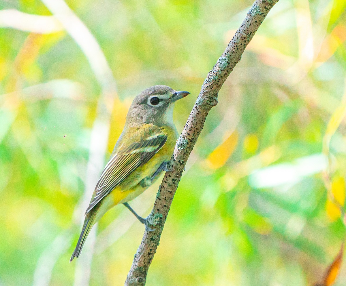 eremittvireo - ML647876236