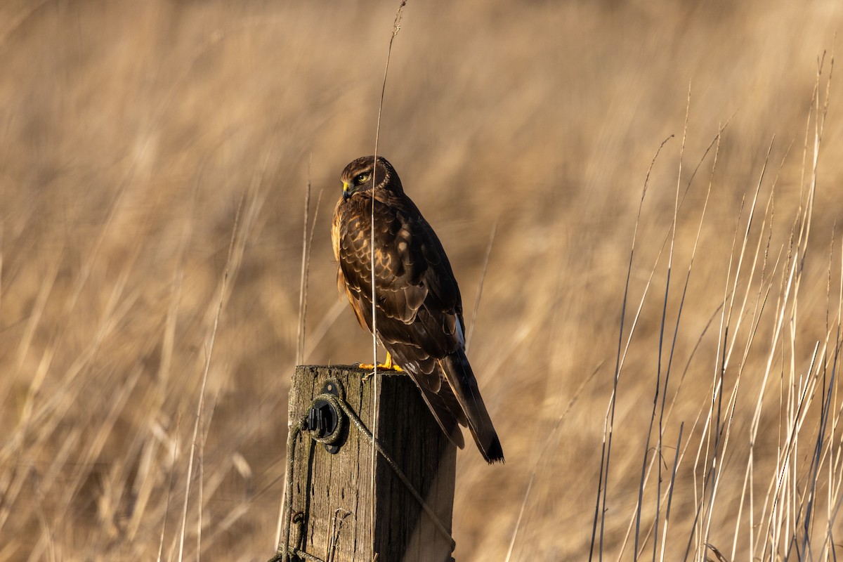 Northern Harrier - ML647876240