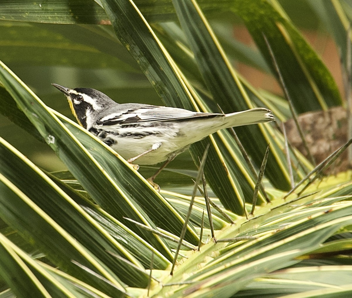 Paruline à gorge jaune - ML647876250