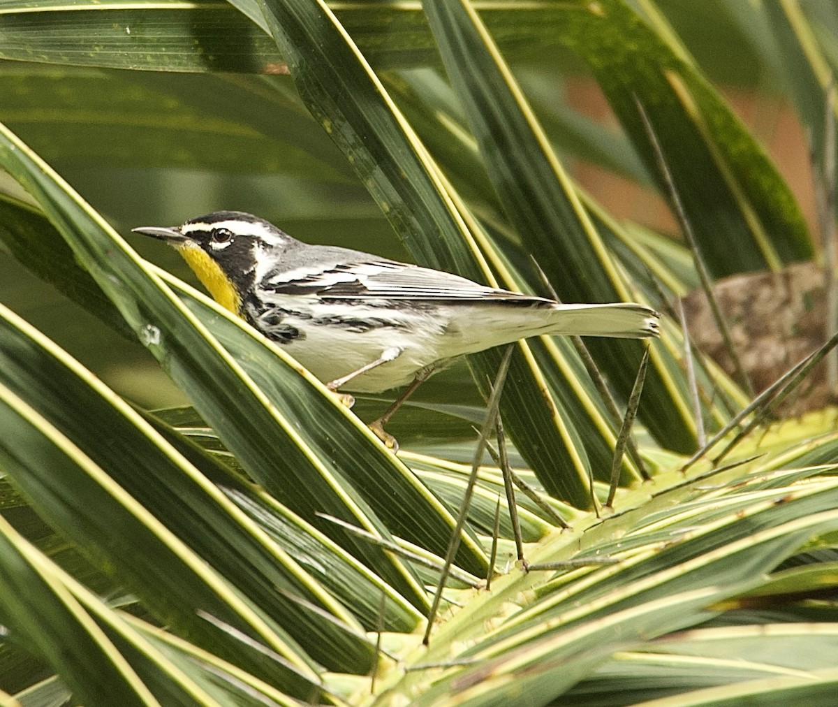 Paruline à gorge jaune - ML647876251
