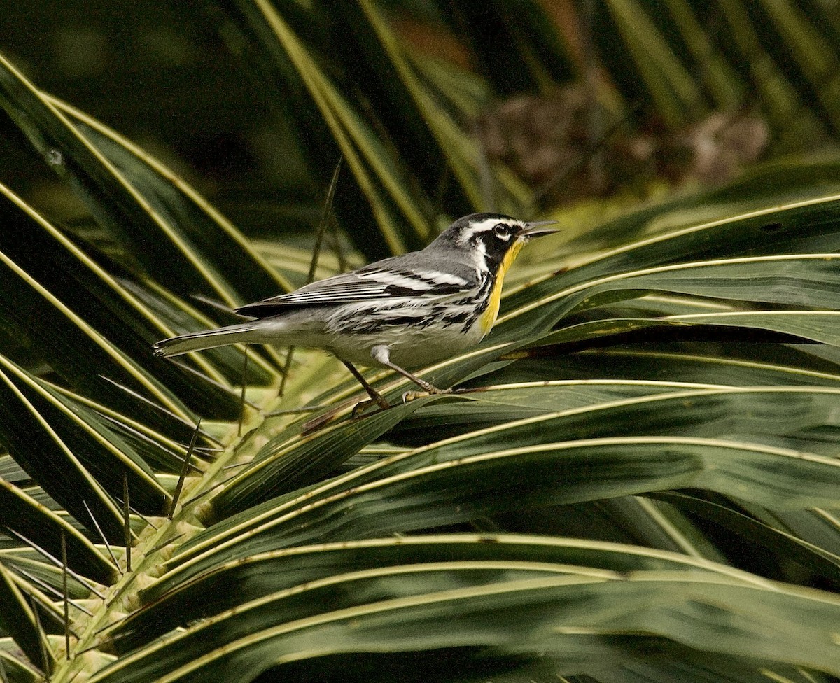 Paruline à gorge jaune - ML647876252