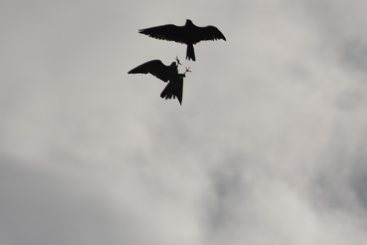 遊隼 - ML647876260