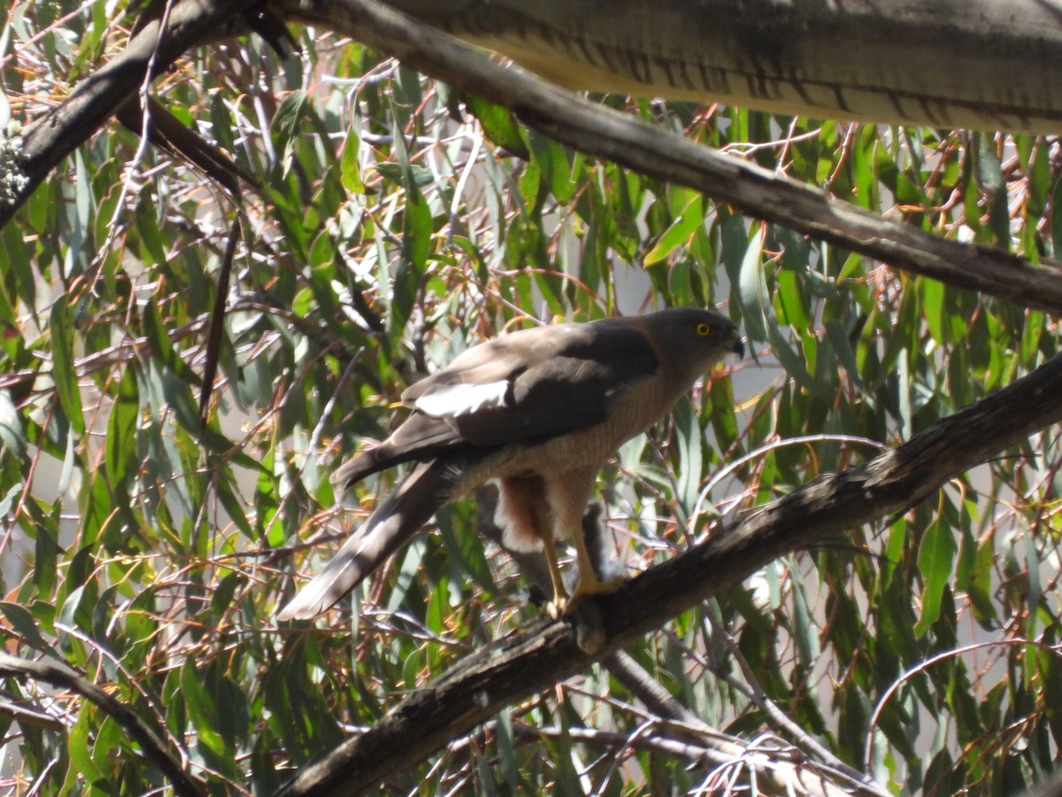 Collared Sparrowhawk - ML647876262