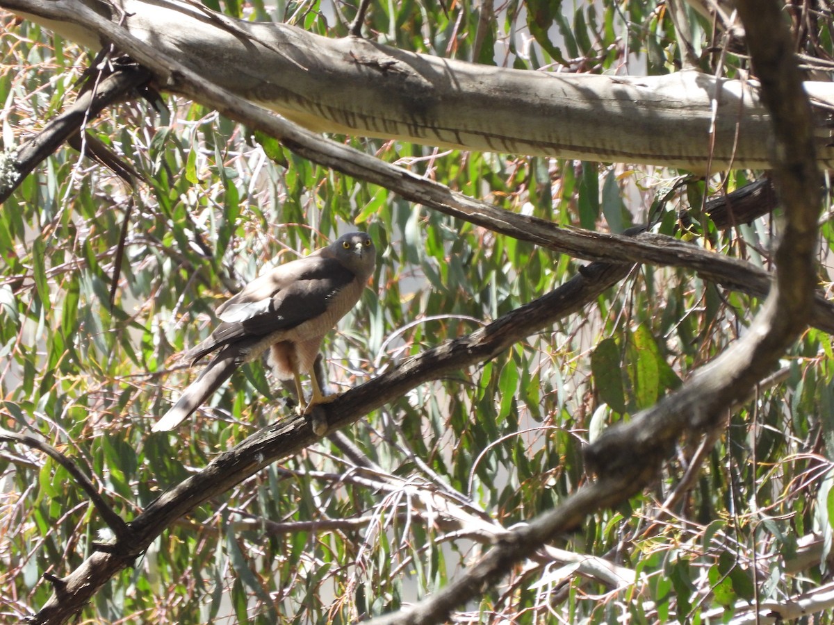 Collared Sparrowhawk - ML647876263