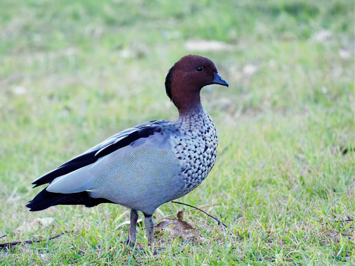 Maned Duck - ML647876265