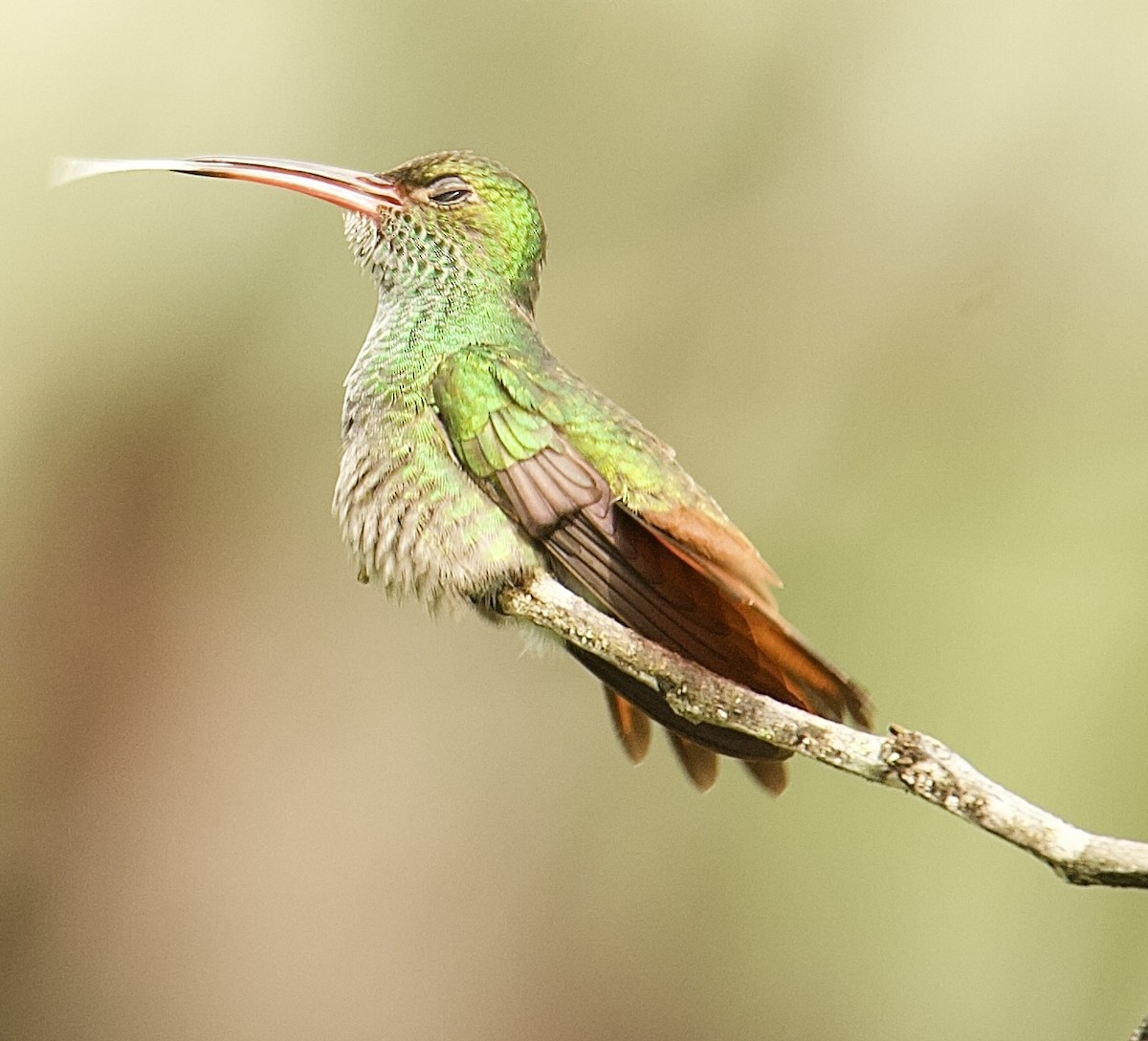 Rufous-tailed Hummingbird - ML647876270