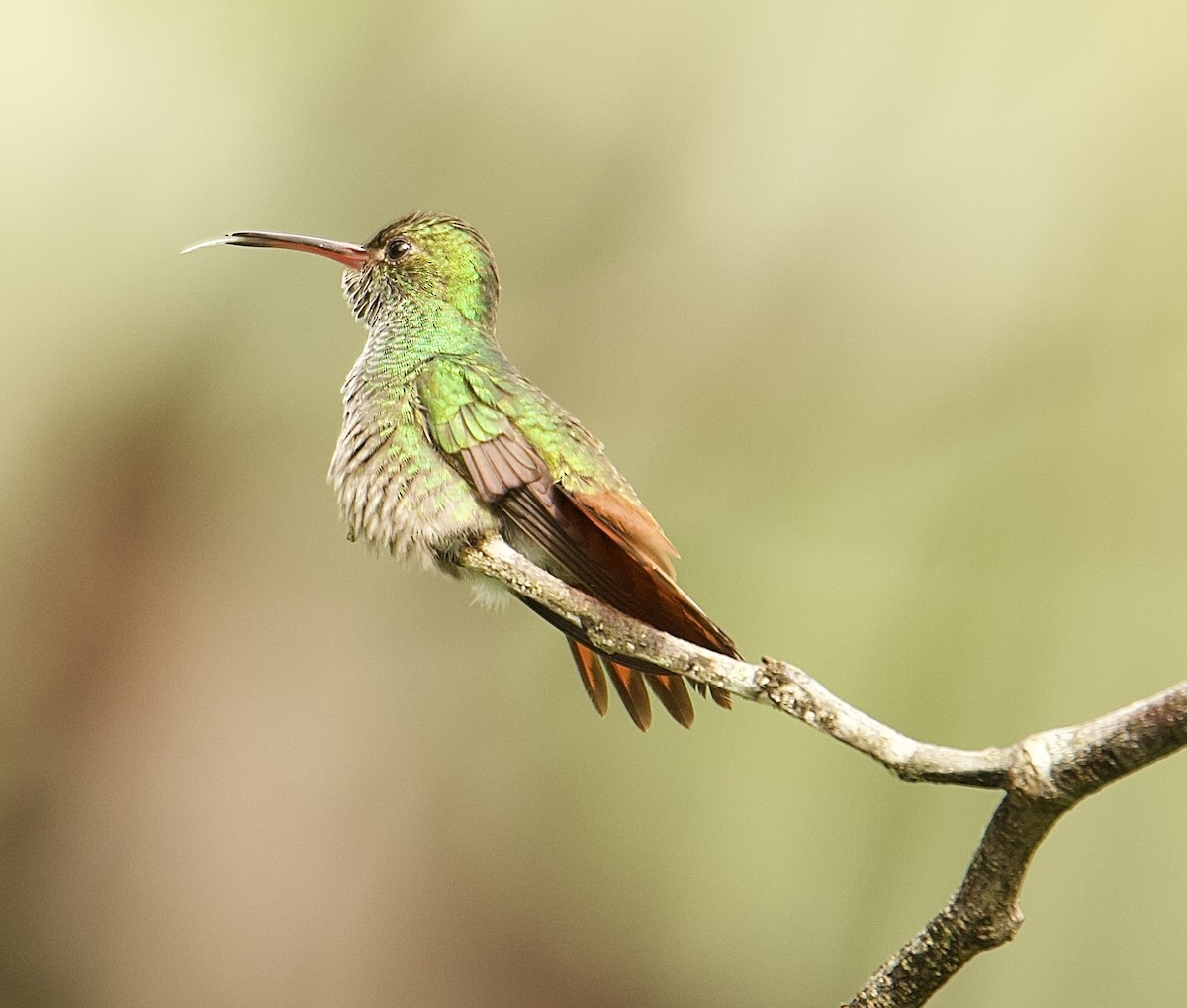 Rufous-tailed Hummingbird - ML647876271
