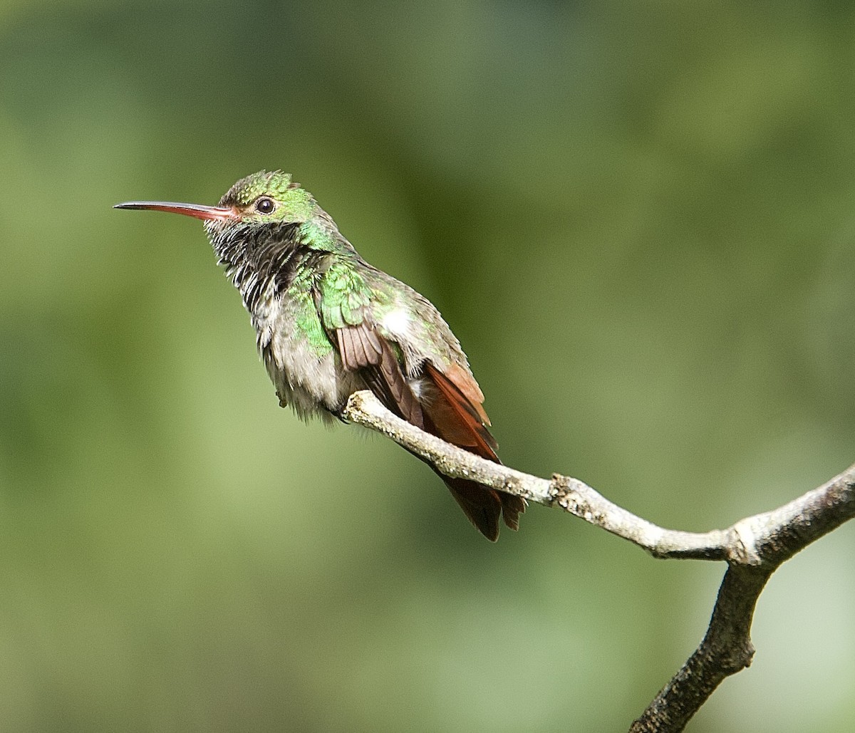 Rufous-tailed Hummingbird - ML647876272