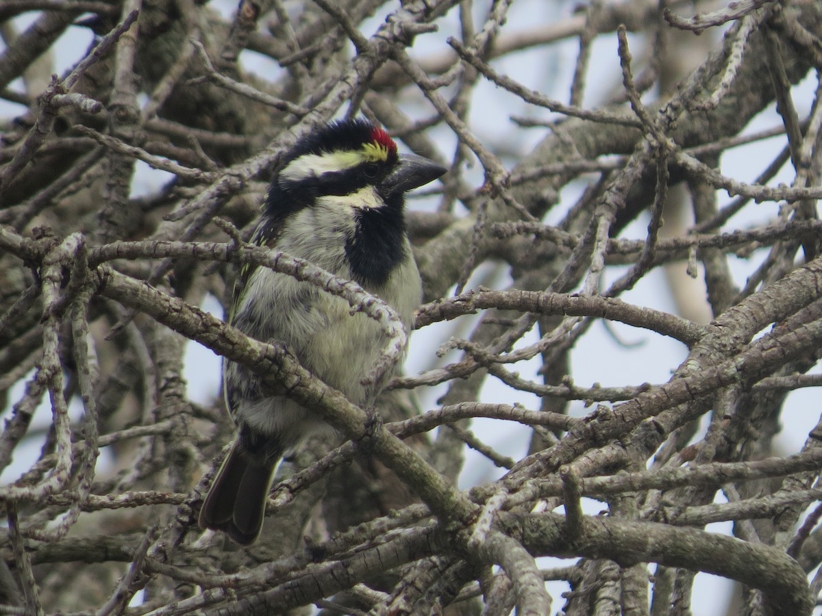 Pied Barbet - ML647876273