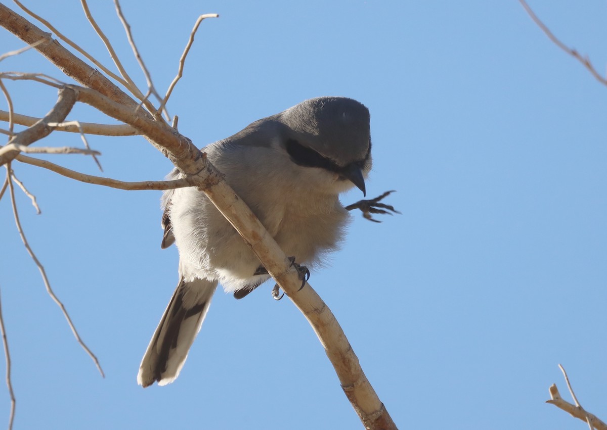 Loggerhead Shrike - ML647876277