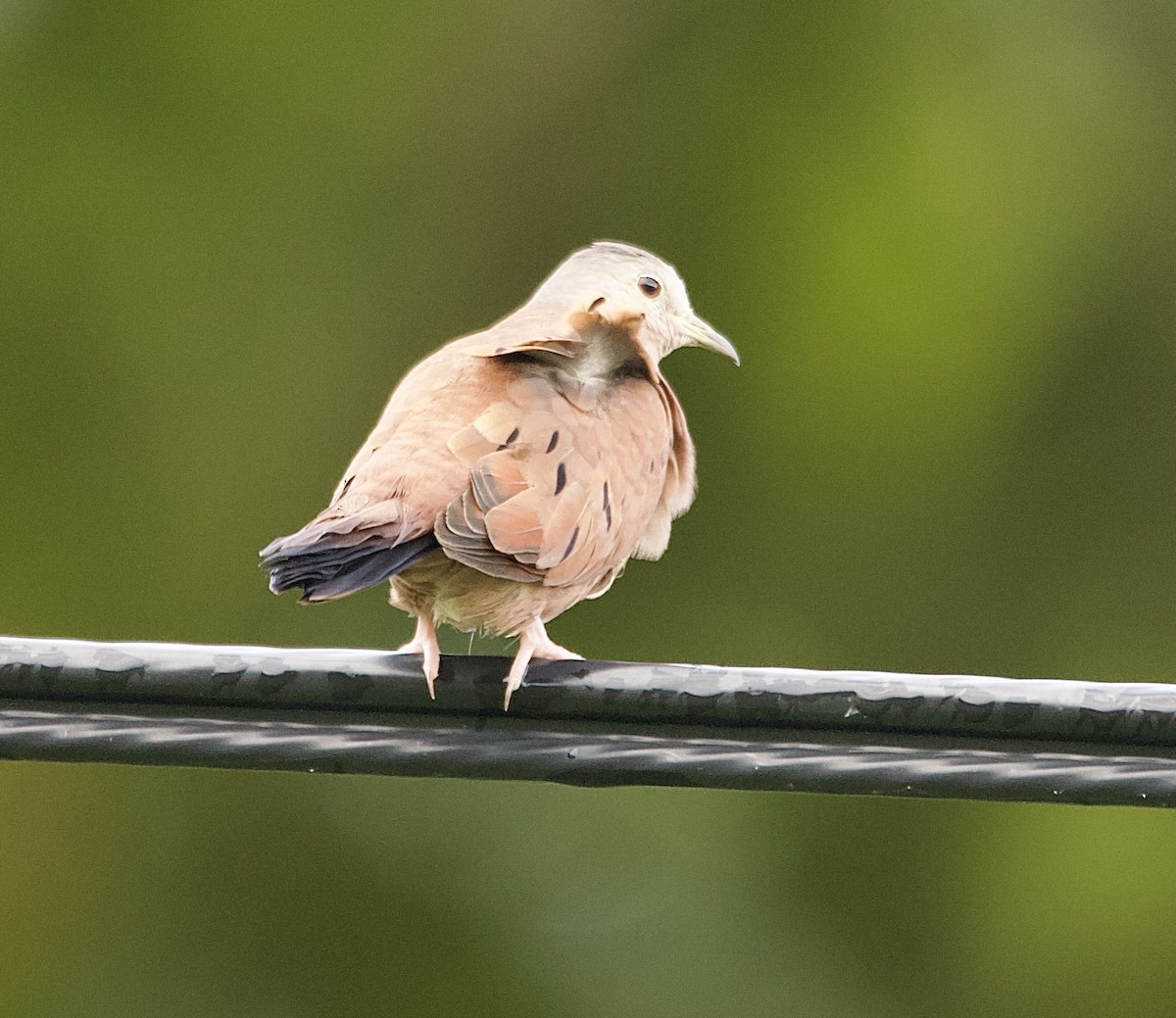 Ruddy Ground Dove - ML647876278
