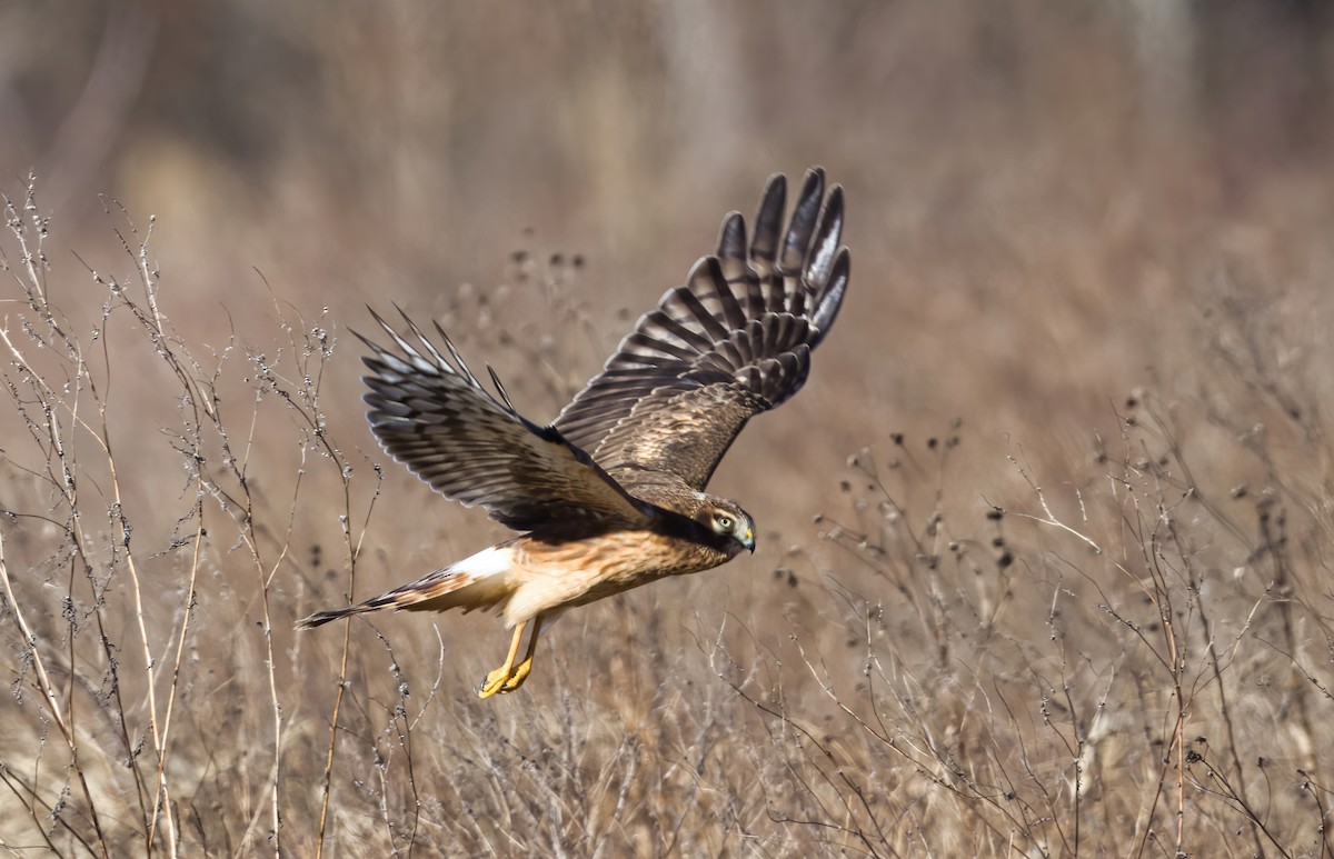 Northern Harrier - ML647876279