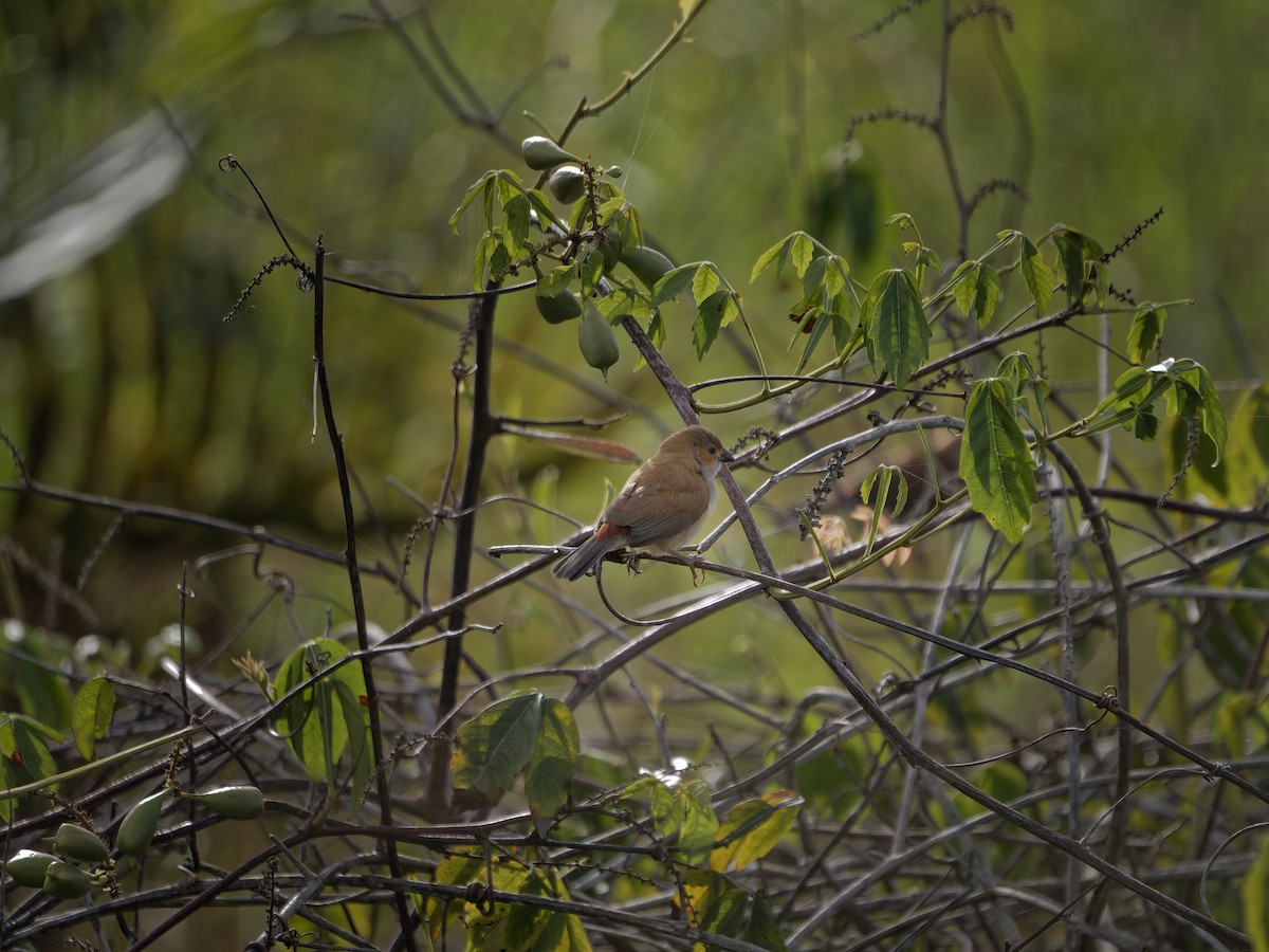 Orange-cheeked Waxbill - ML647876280