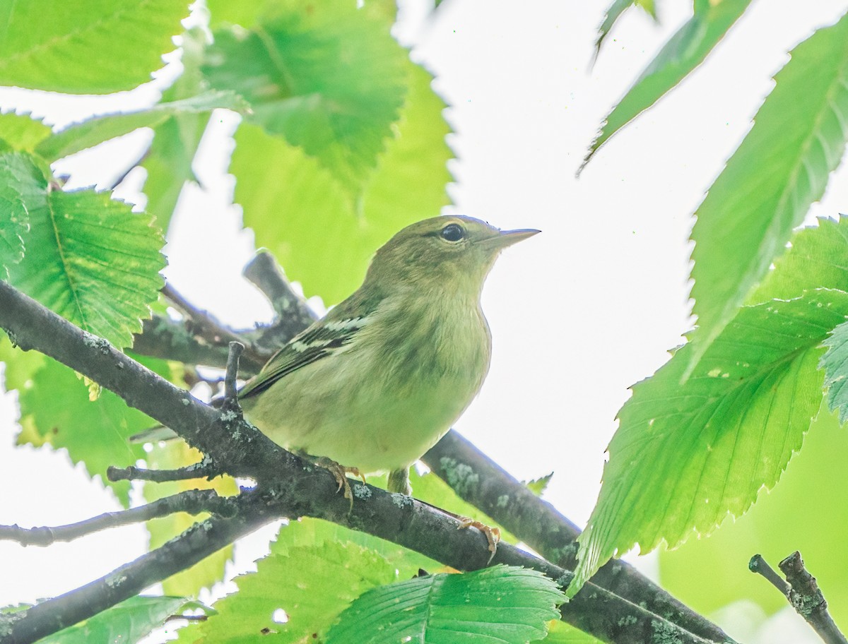 Blackpoll Warbler - ML647876281