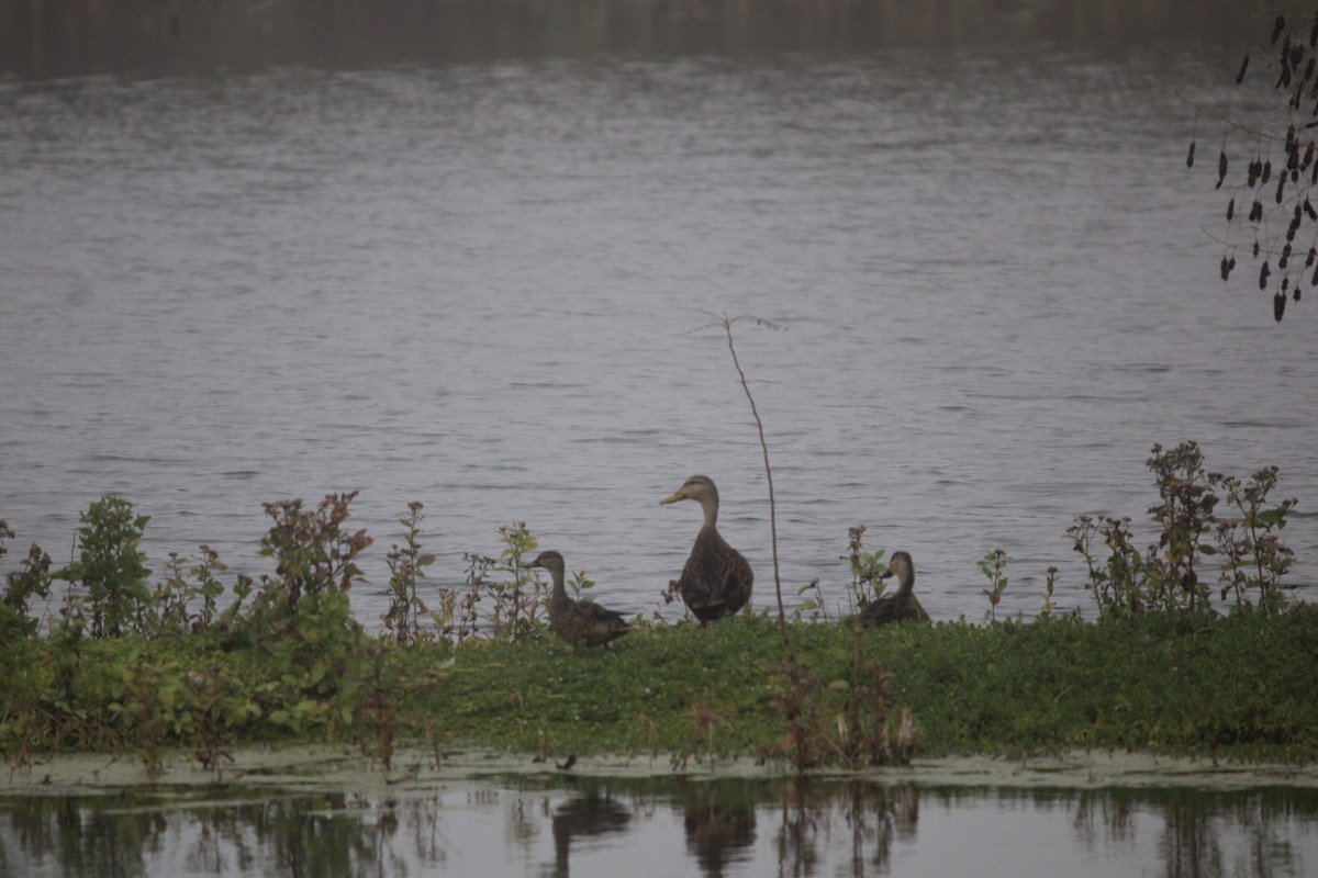 Mottled Duck - ML647876282